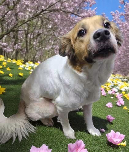 Lulu