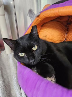 Harlow, Adult Male Domestic Short Hair