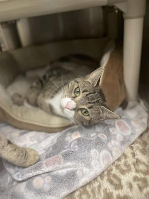 Ivy, Young Female Domestic Short Hair