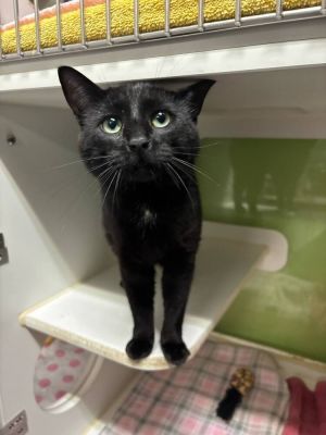 Jethro, Adult Male Domestic Short Hair