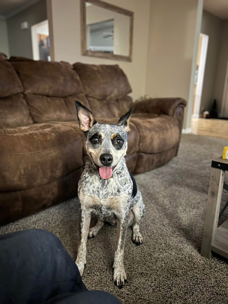 Kora