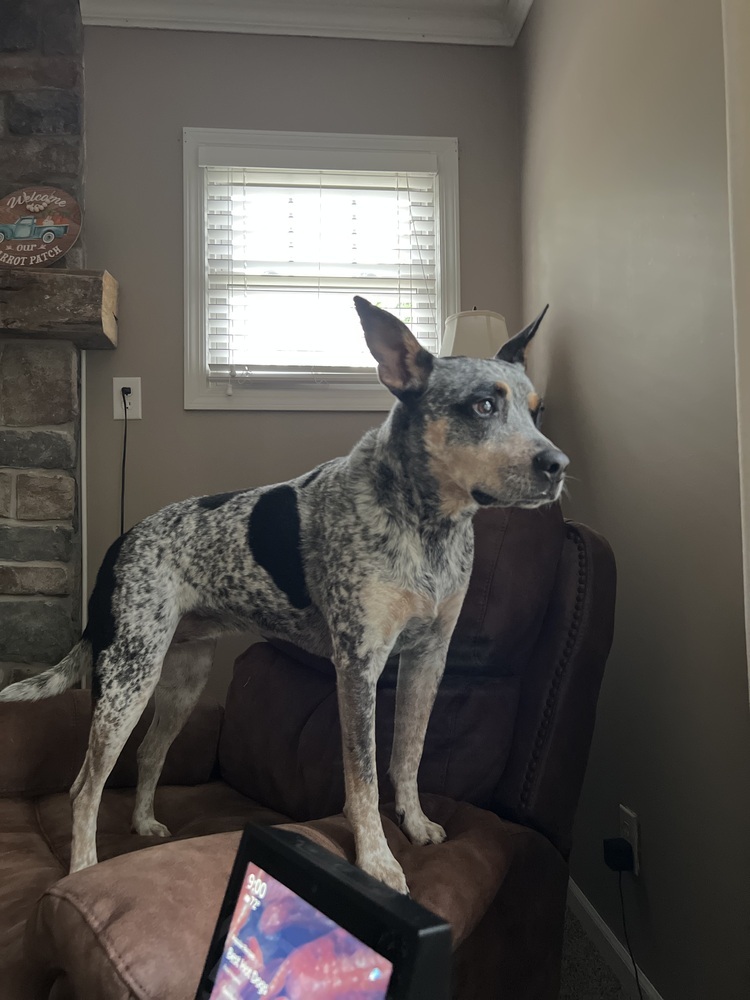 Kora