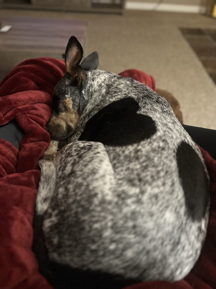 Kora