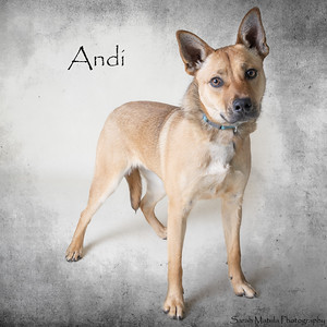 Andi