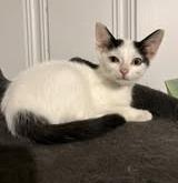 Meadow, Baby Female Domestic Short Hair