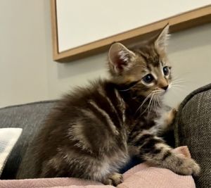 Adriana, Baby Female Domestic Short Hair