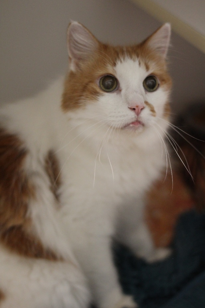 Garfield, an adoptable Domestic Short Hair in Ashland, WI, 54806 | Photo Image 1