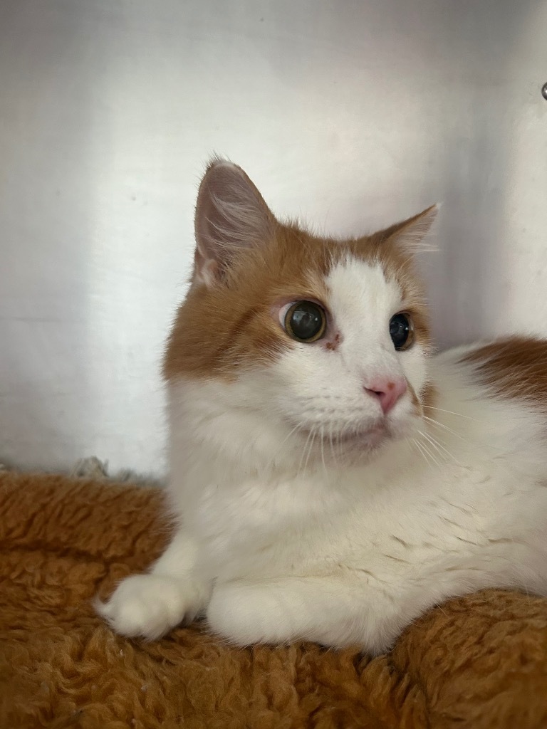 Garfield, an adoptable Domestic Short Hair in Ashland, WI, 54806 | Photo Image 2