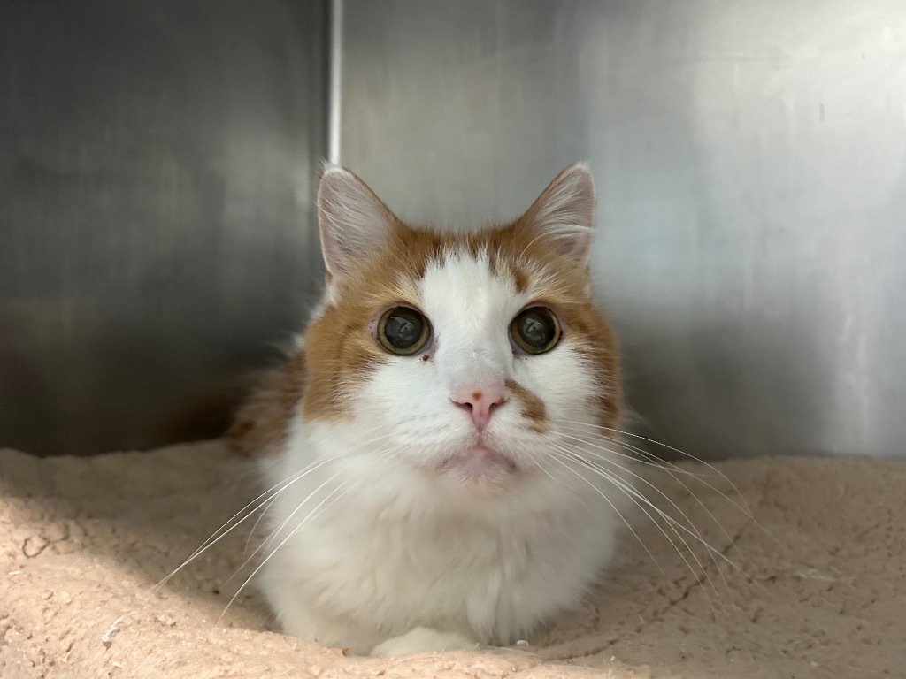 Garfield, an adoptable Domestic Short Hair in Ashland, WI, 54806 | Photo Image 3