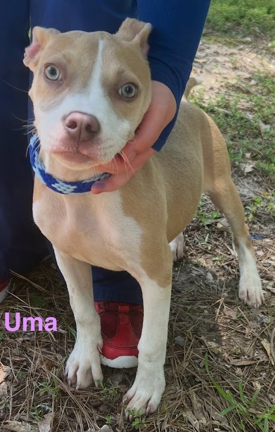 Uma (4 Beverly)