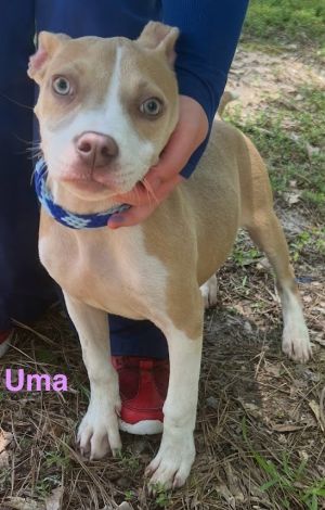 Uma (4 Beverly), Baby Female Pit Bull Terrier