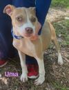 Uma (4 Beverly) photo 4