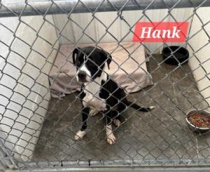 Hank, Young Male Mixed Breed