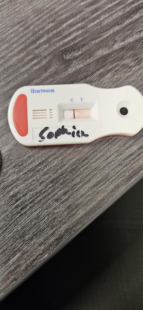 Sophia