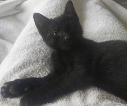 Perky Poo