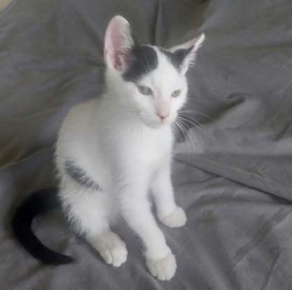 Peapod