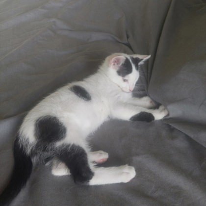 Peapod