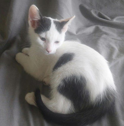 Peapod