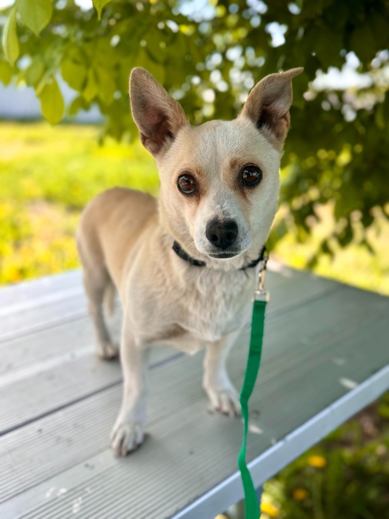 Mississippi, an adoptable Chihuahua, Mixed Breed in Gillette, WY, 82716 | Photo Image 1