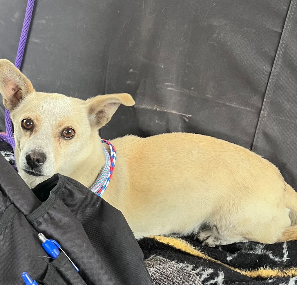 Mississippi, an adoptable Chihuahua, Mixed Breed in Gillette, WY, 82716 | Photo Image 2
