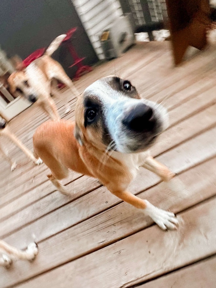 Pancake