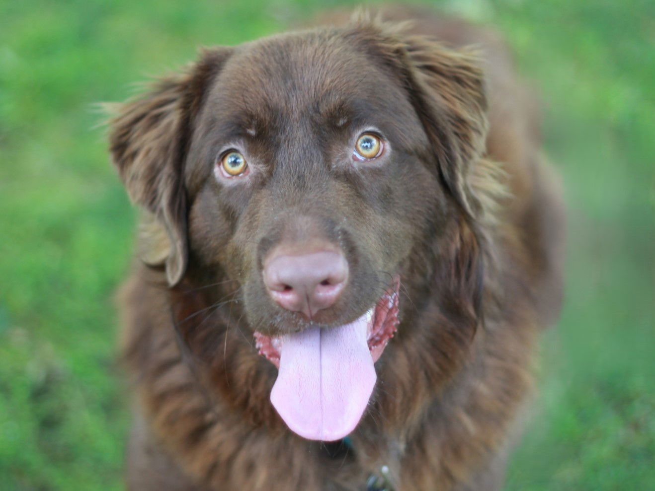 Graham - MEET @ PETCO 7/5!
