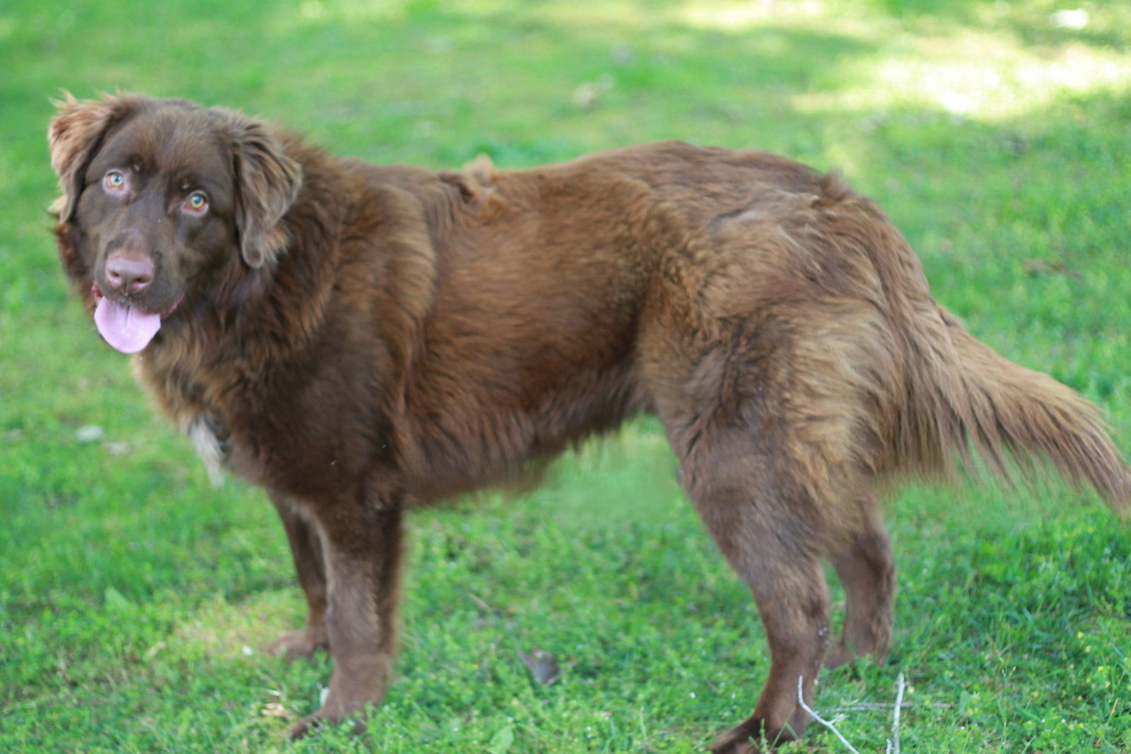Graham - MEET @ PETCO 7/5!