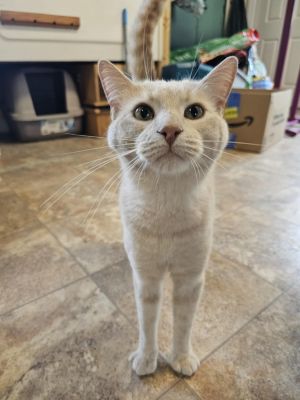 Scottie, Adult Male unknown