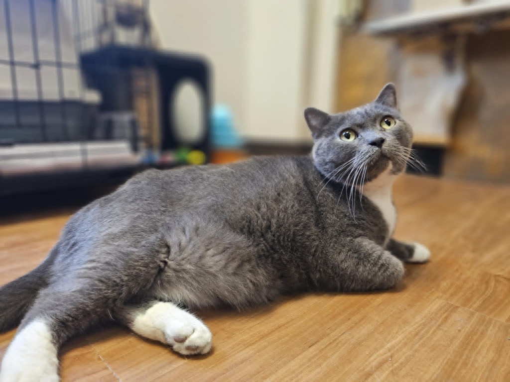 KitKat