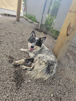 Elsie, Adult Female unknown