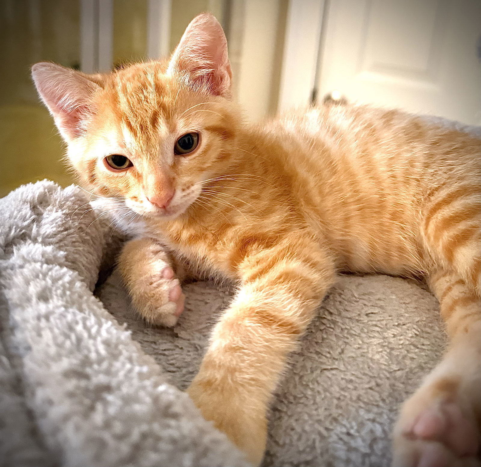Junior