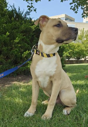 Witt, Baby Male Pit Bull Terrier