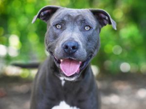 PHIL, Adult Male American Staffordshire Terrier