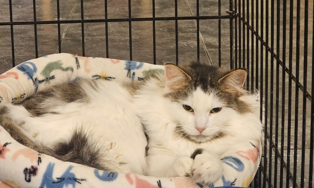 Cleo, an adoptable Domestic Long Hair in Saint Cloud, MN, 56304 | Photo Image 1