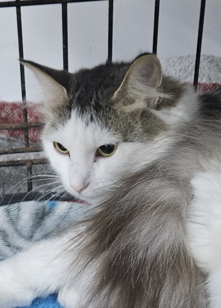 Cleo, an adoptable Domestic Long Hair in Saint Cloud, MN, 56304 | Photo Image 2