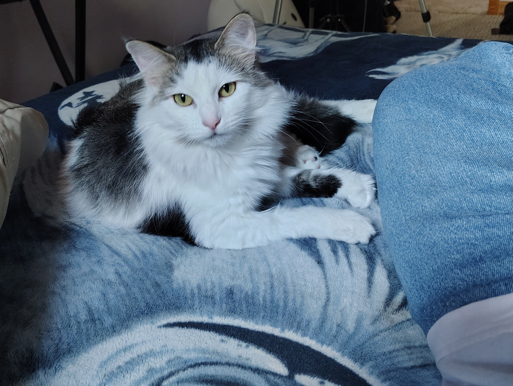 Cleo, an adoptable Domestic Long Hair in Saint Cloud, MN, 56304 | Photo Image 3