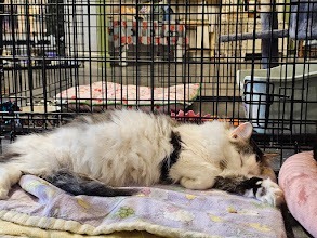Cleo, an adoptable Domestic Long Hair in Saint Cloud, MN, 56304 | Photo Image 4