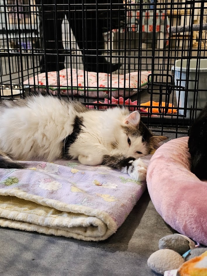 Cleo, an adoptable Domestic Long Hair in Saint Cloud, MN, 56304 | Photo Image 5