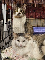 Cleo, an adoptable Domestic Long Hair in Saint Cloud, MN, 56304 | Photo Image 6