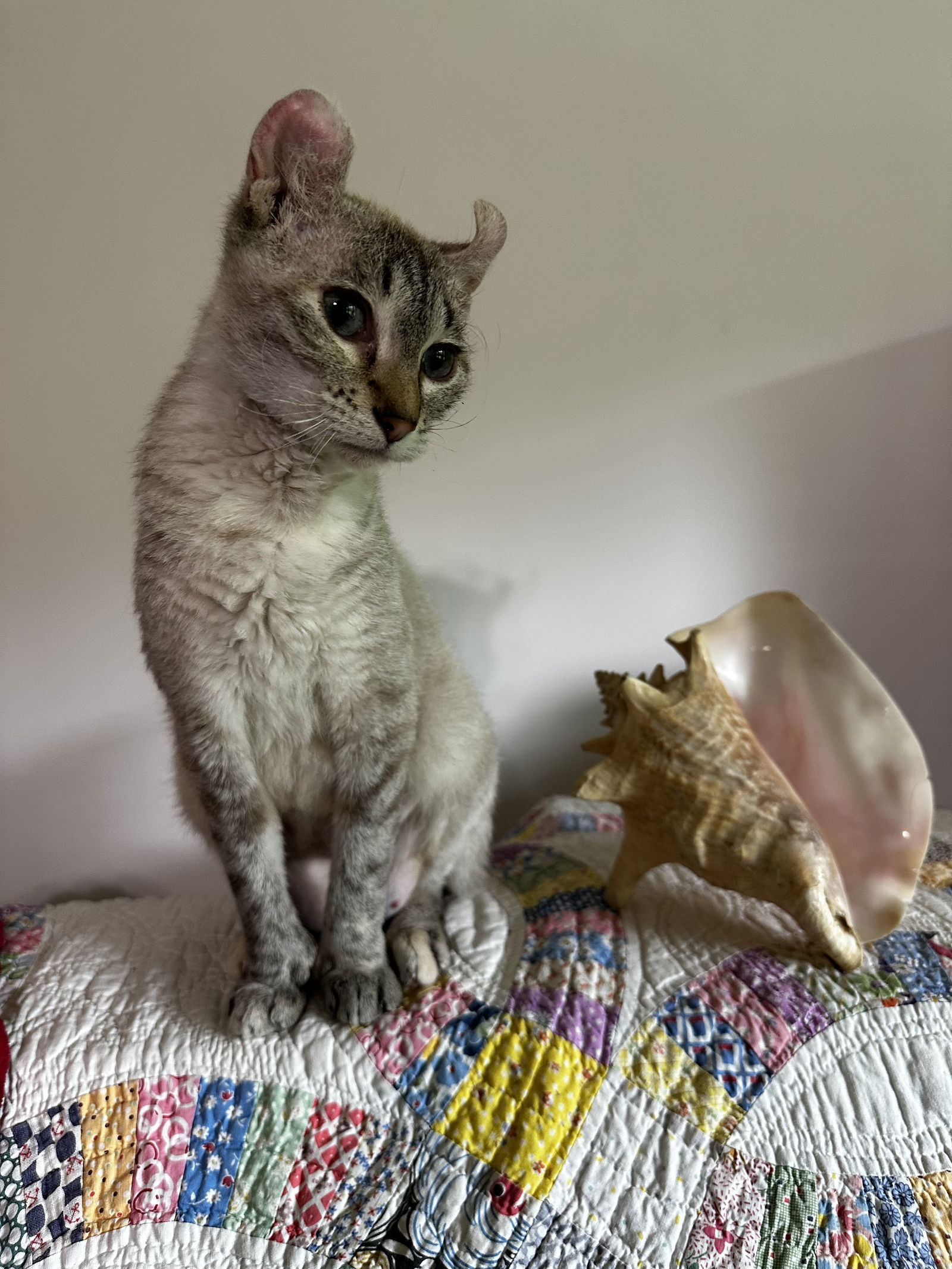 Queen Polly Conch