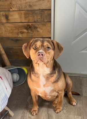 Ember, Young Female Hound