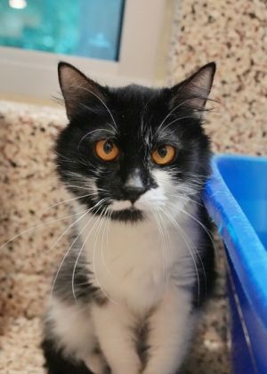 Mercy was rescued from a severe neglect situation and is still learning to trust the world again He