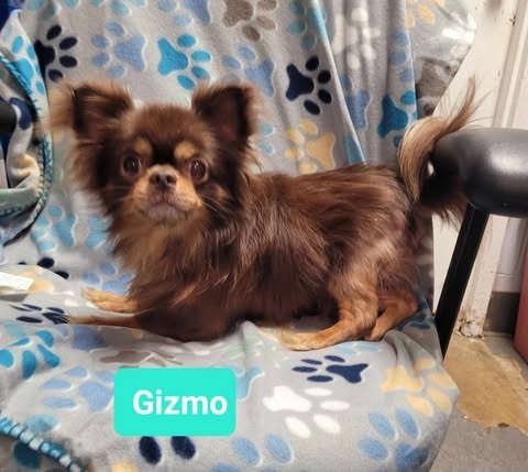 Gizmo