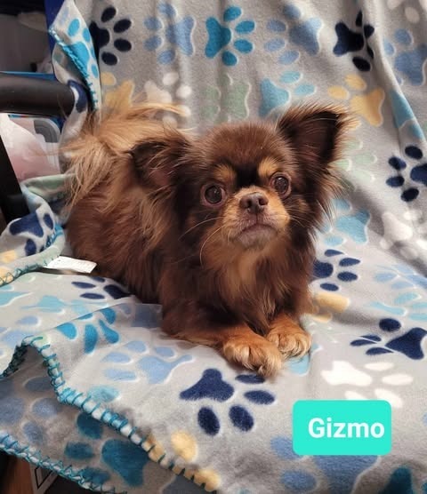 Gizmo