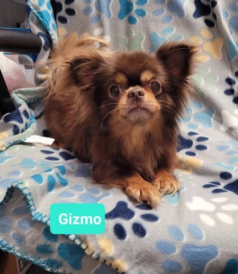 Gizmo