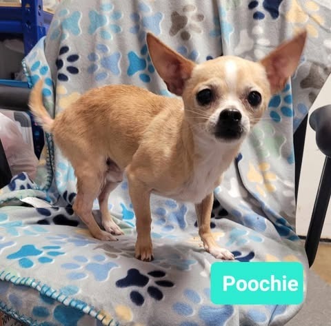 Poochie