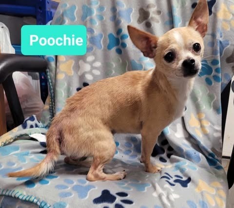 Poochie