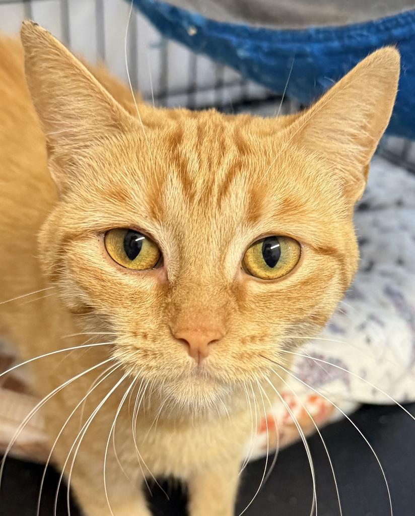Princess, an adoptable Domestic Short Hair in Ontario, OR, 97914 | Photo Image 1