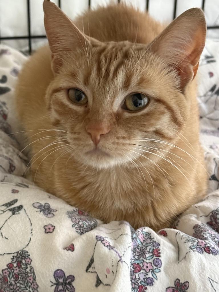 Princess, an adoptable Domestic Short Hair in Ontario, OR, 97914 | Photo Image 2