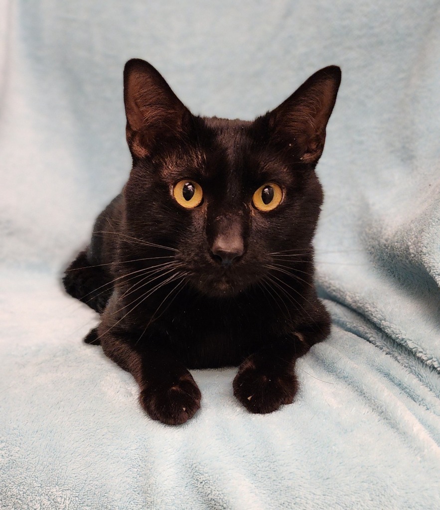 Amias, an adoptable Domestic Short Hair in Superior, WI, 54880 | Photo Image 1